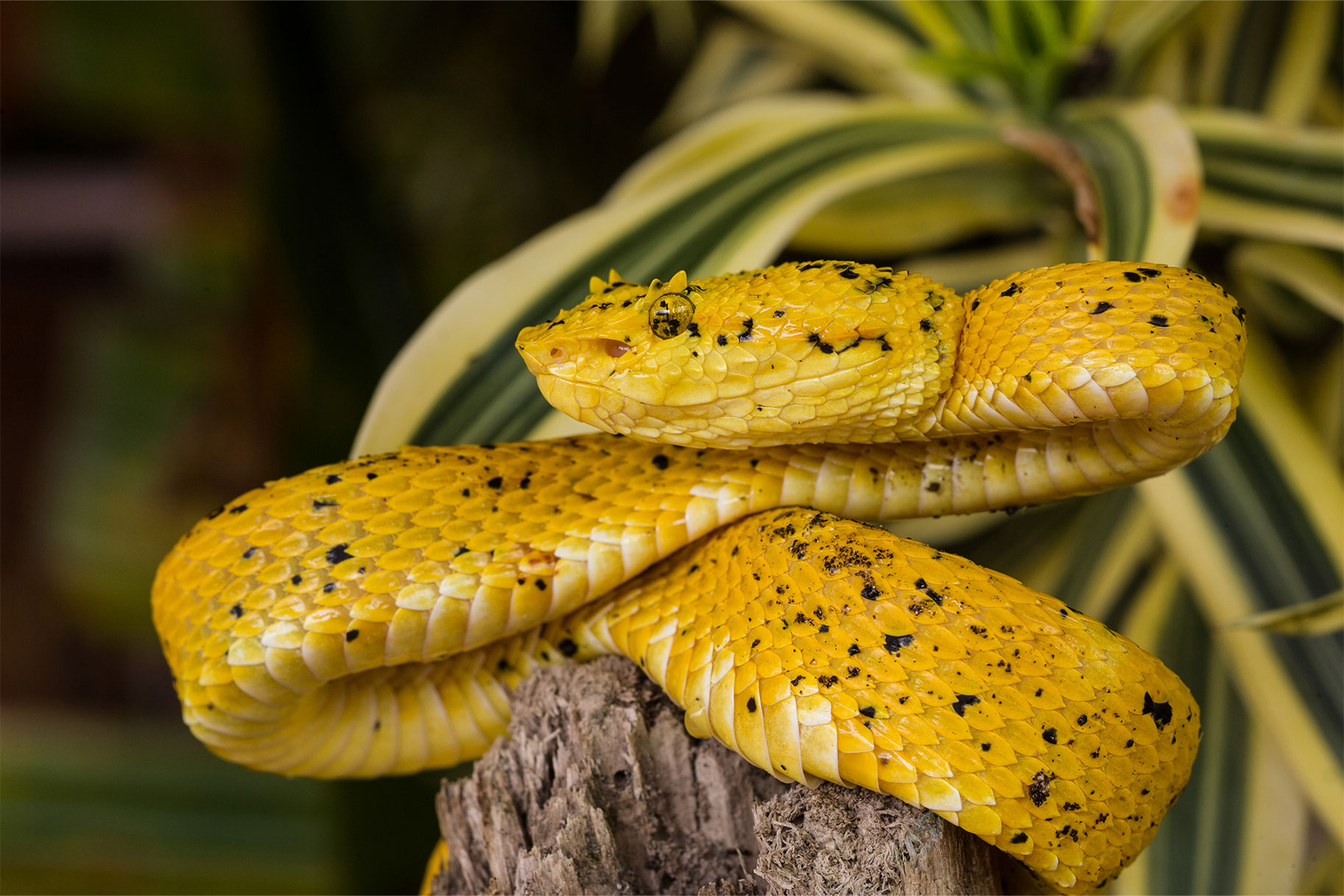 An Eyelash Viper snake