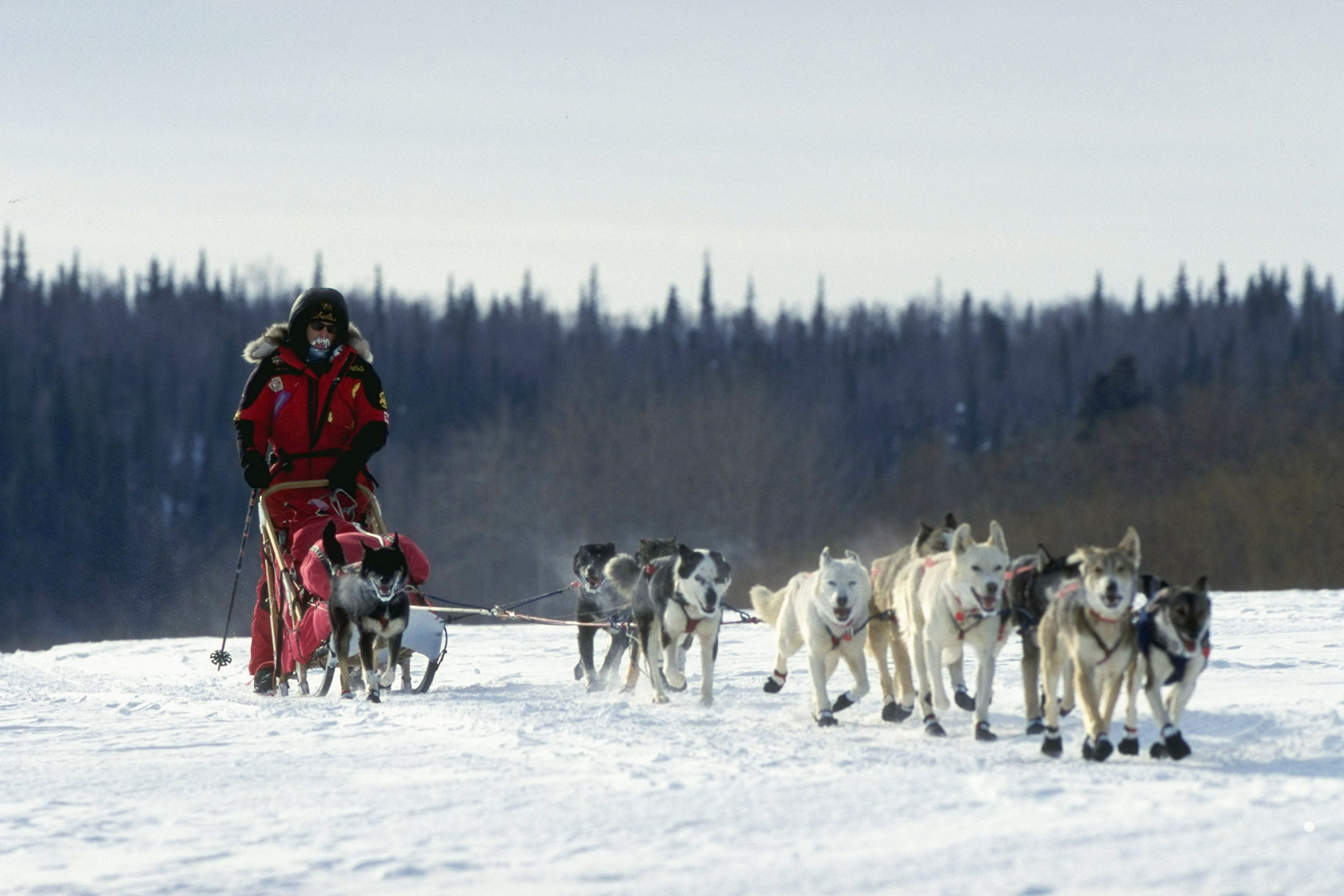 Iditarod sledder with their dogs