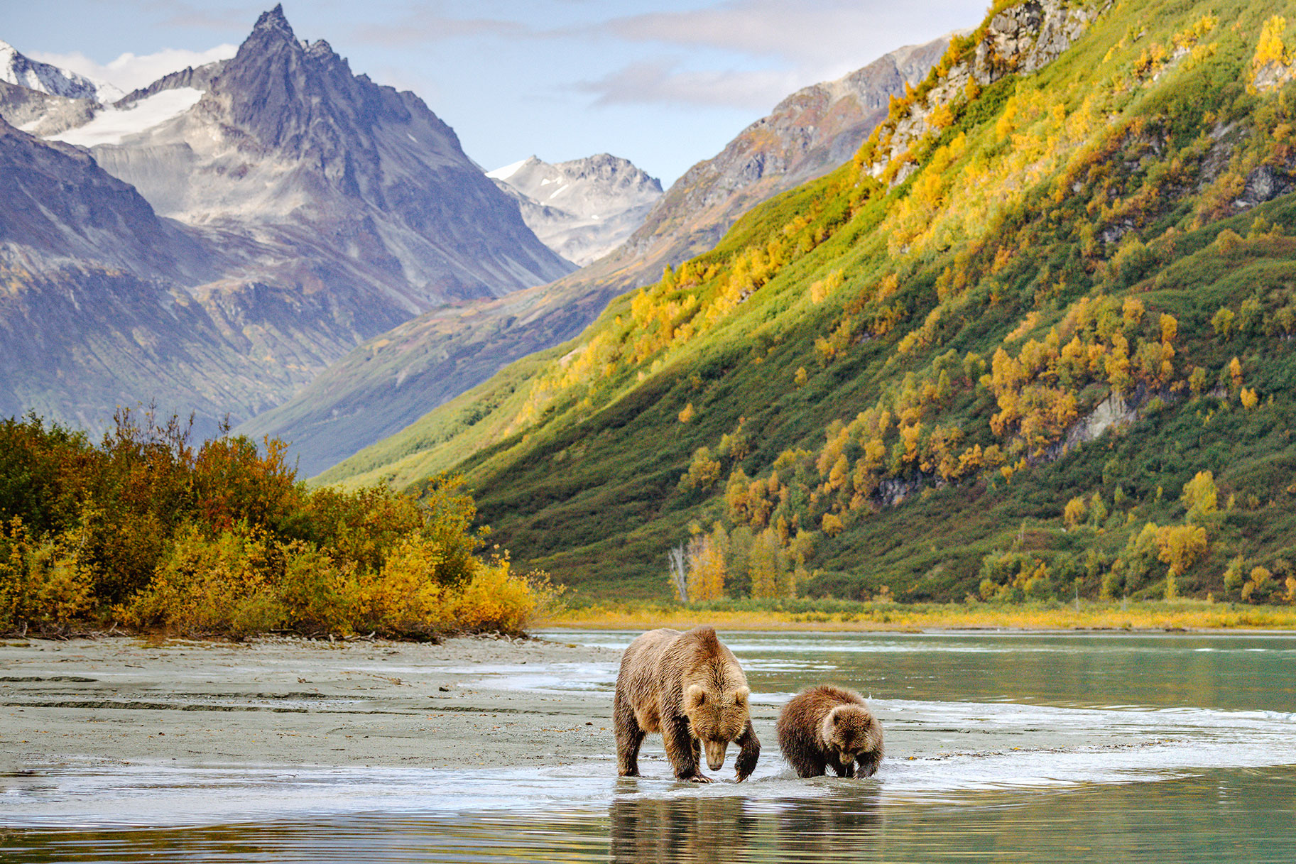 Bears in Lake Clark National Park and Preserve