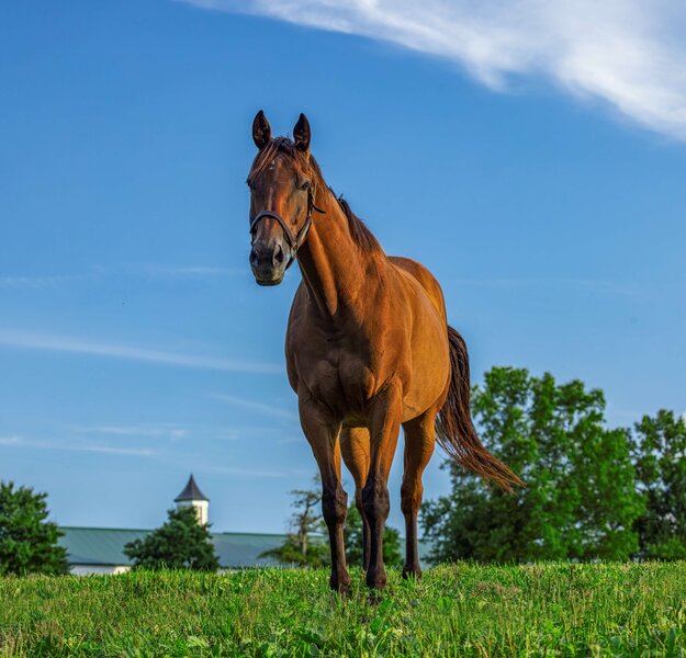 Breeders Cup Beholder 007