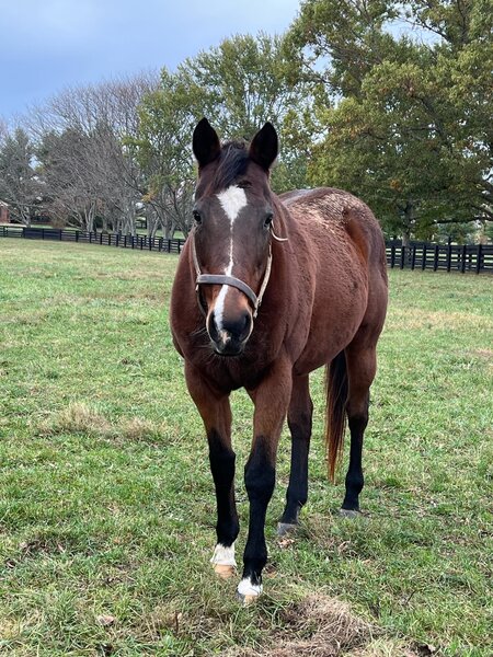 Breeders Cup Round Pond in Retirement