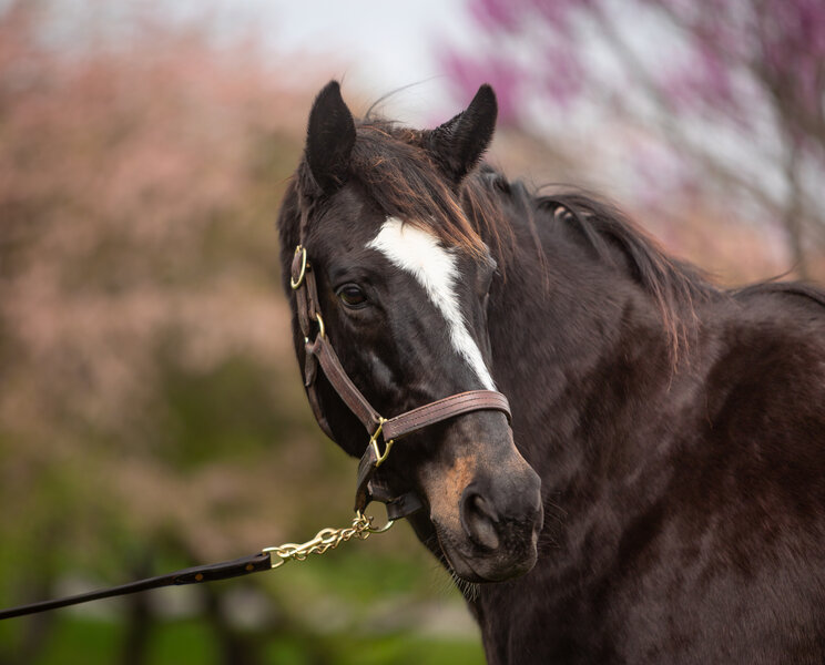 Breeders Cup Winner Zenyatta Shown in Retirement, 4-1-24