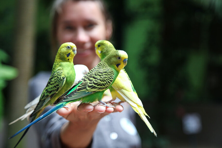 911 Best Guest Stars Pet Parrots