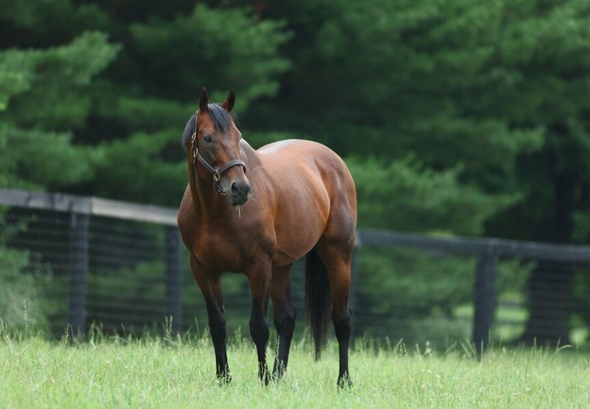 American Pharoah in retirement at Coolmore Ashford Stud