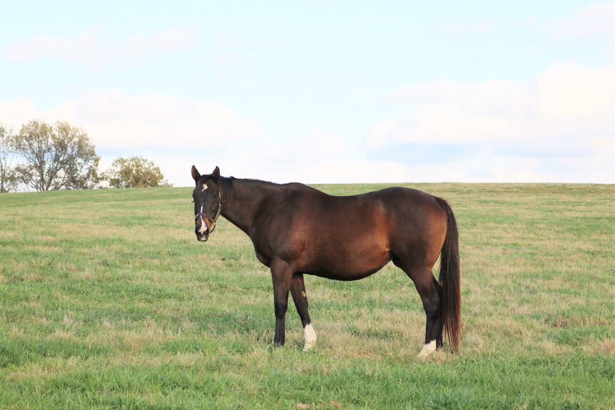 Breeders Cup Ashado in Retirement