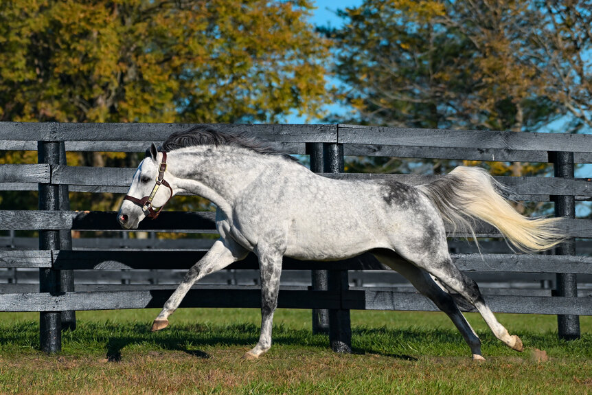 Breeders Cup Knicks Go